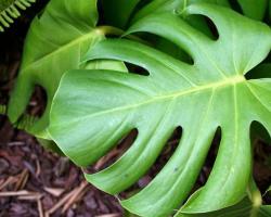 Монстера — учимся правильно ухаживать за тропической лианой Ботаническое описание и особенности