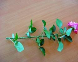 Буррито – простой и эффективный метод размножения роз Выращивание роз из черенков буррито