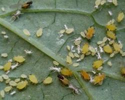 Защита капусты от вредителей Как развести уксус для опрыскивания капусты