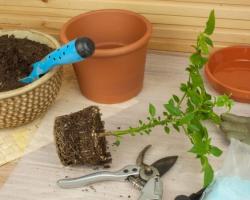 Как правильно ухаживать за рассадой перца дома Как правильно вырастить рассаду перца